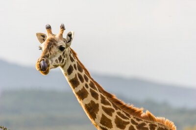 Giraffe auf dem Hintergrund der Berge