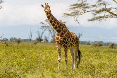 Sticker Giraffe auf grüner Wiese
