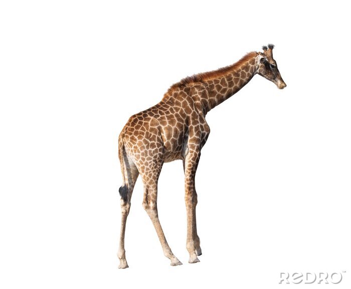 Sticker Giraffe auf weißem Hintergrund dargestellt