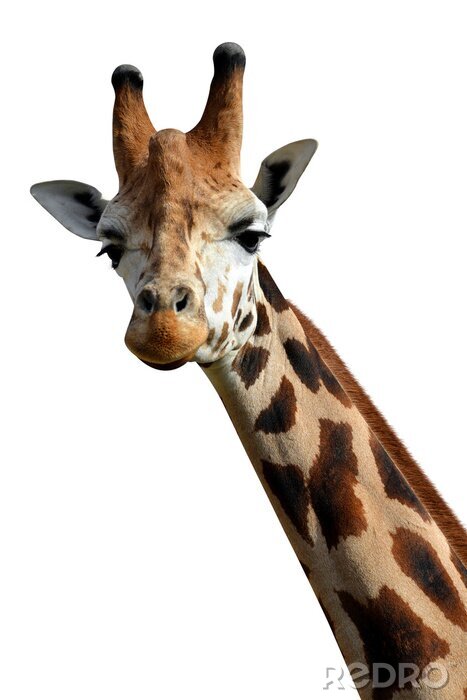 Sticker Giraffe aus nächster Nähe auf Fotografie