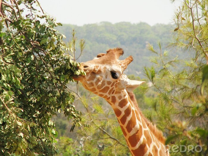 Sticker Giraffe frisst Blätter vom Baum