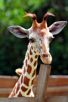 Giraffe im Zoo in der Sonne