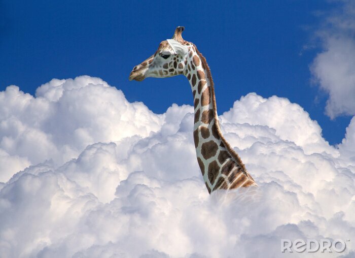Sticker Giraffe mit Kopf in den Wolken