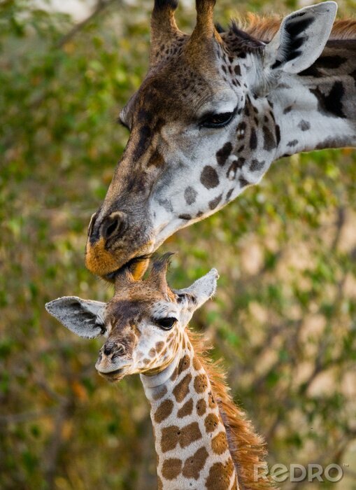 Sticker Giraffe mit Mutter