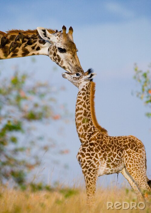 Sticker Giraffe mit Mutter in der Savanne