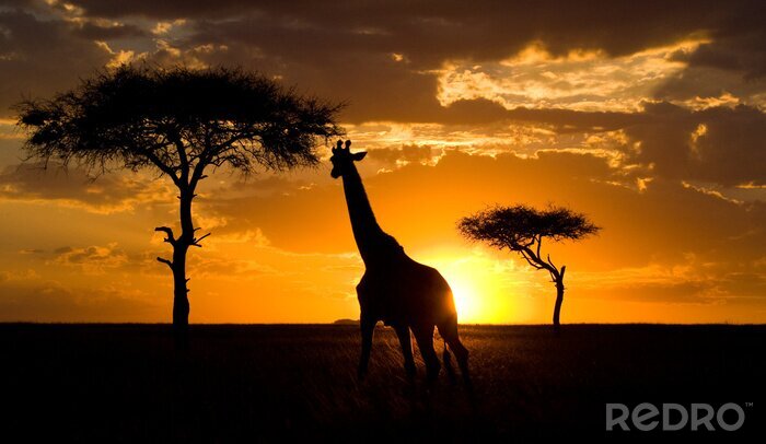 Sticker Giraffe vor dem Hintergrund der Nachmittagssonne
