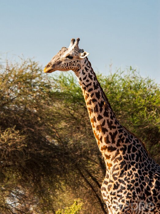 Sticker Giraffe vor dem Hintergrund eines Baumes
