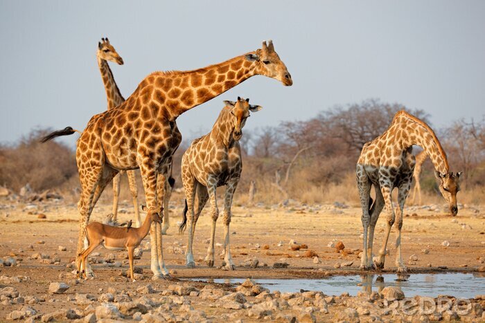 Sticker Giraffen an einer Wasserstelle