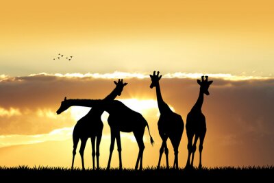 Giraffen auf einer Savanne in der Sonne