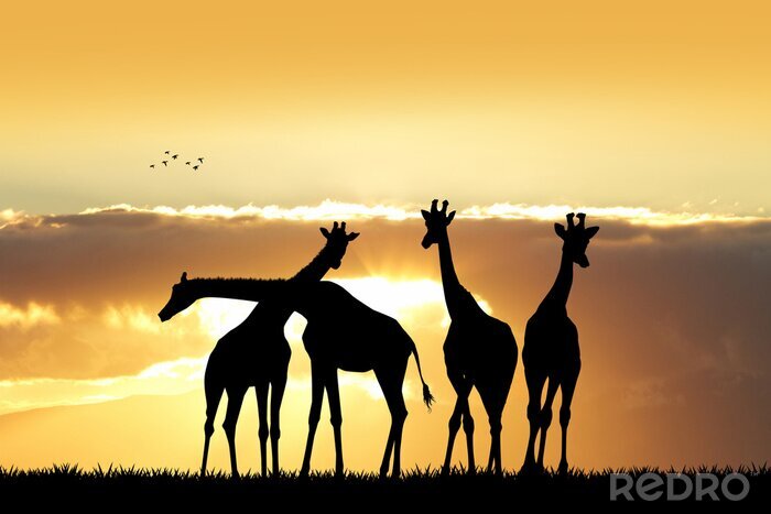 Sticker Giraffen auf einer Savanne in der Sonne