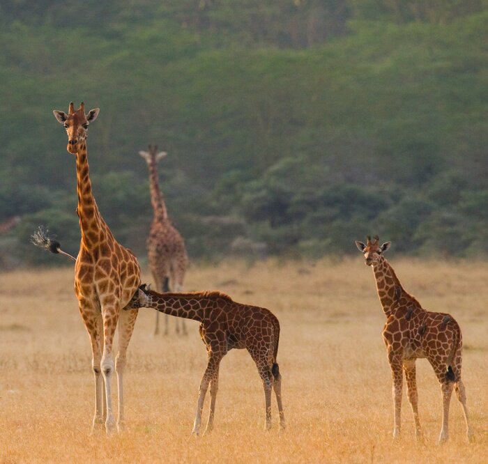 Sticker Giraffen in der Savanne spazierend