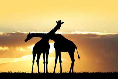 Giraffen in der untergehenden Sonne