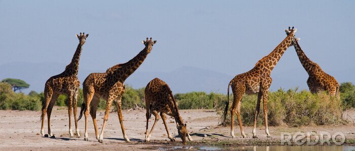 Sticker Giraffen in Ostafrika