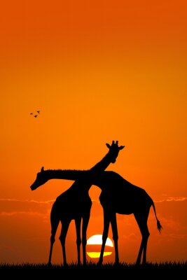 Sticker Giraffen vor dem Hintergrund eines orangefarbenen Himmels