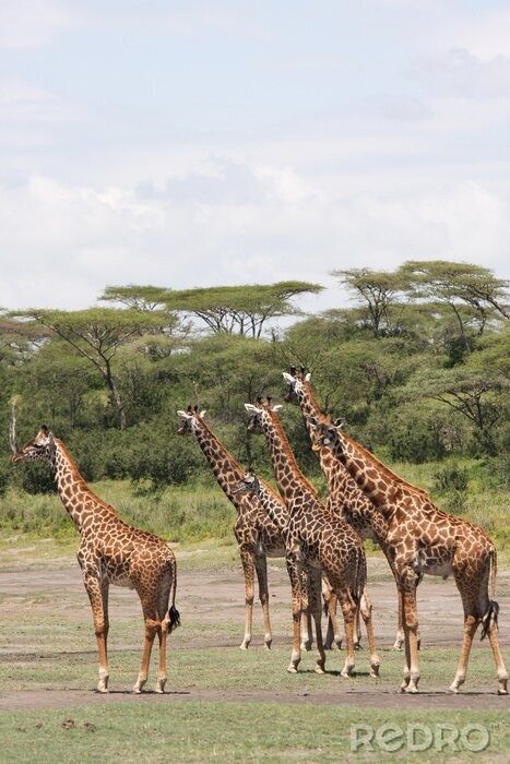 Sticker Giraffenherde läuft durch eine Savanne