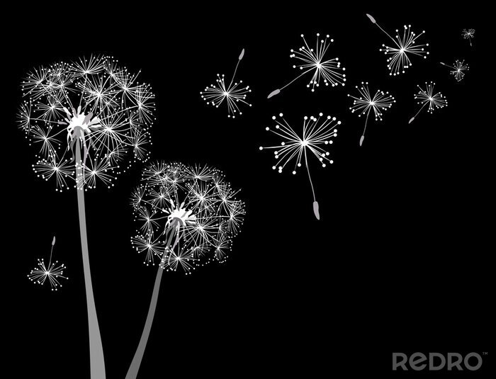 Sticker Grafische weiße Pusteblumen auf schwarzem Hintergrund