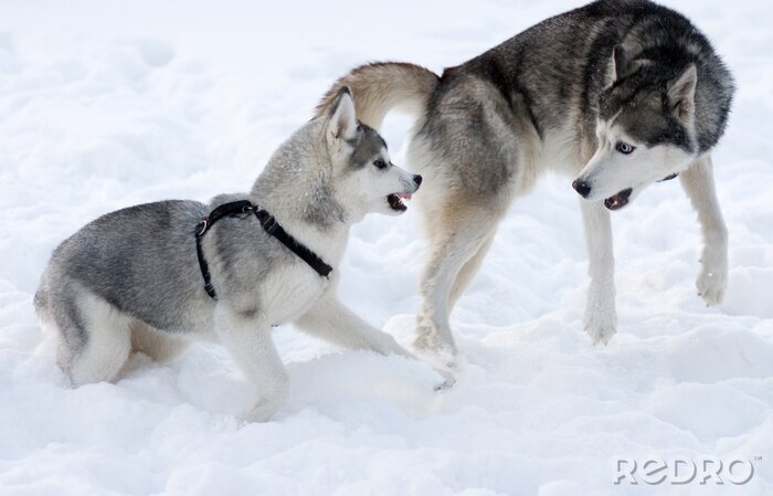Sticker Grauer Husky im Schnee