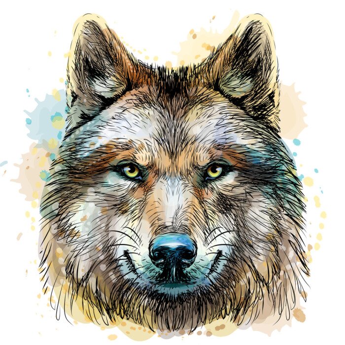 Sticker Grauer Wolf in Aquarell