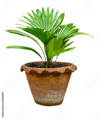 Sticker Green palm leaves pattern with vase for nature concept ,tropical leaf isolated on white background