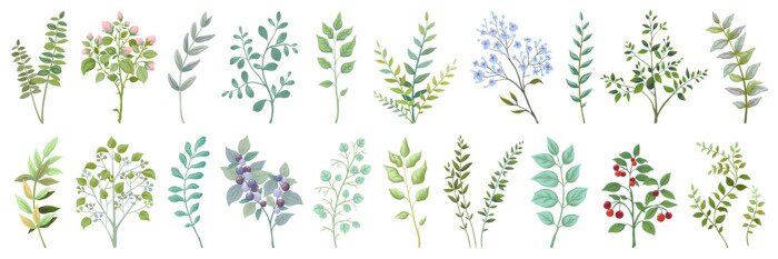 Sticker Greenery elements. Leaves branches foliage and berry wedding plants, vintage nature botanical collection. Vector illustrations exotic green garden bouquet on white background for invitation