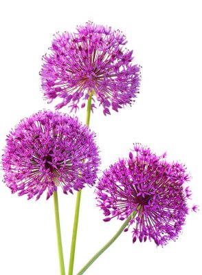 Sticker Große Blüten in durchbrochener Form