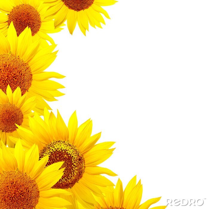 Sticker Große Blüten in Gelb