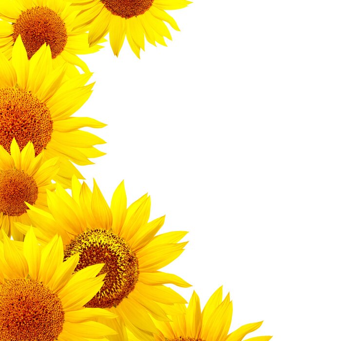 Sticker Große Blüten in Gelb