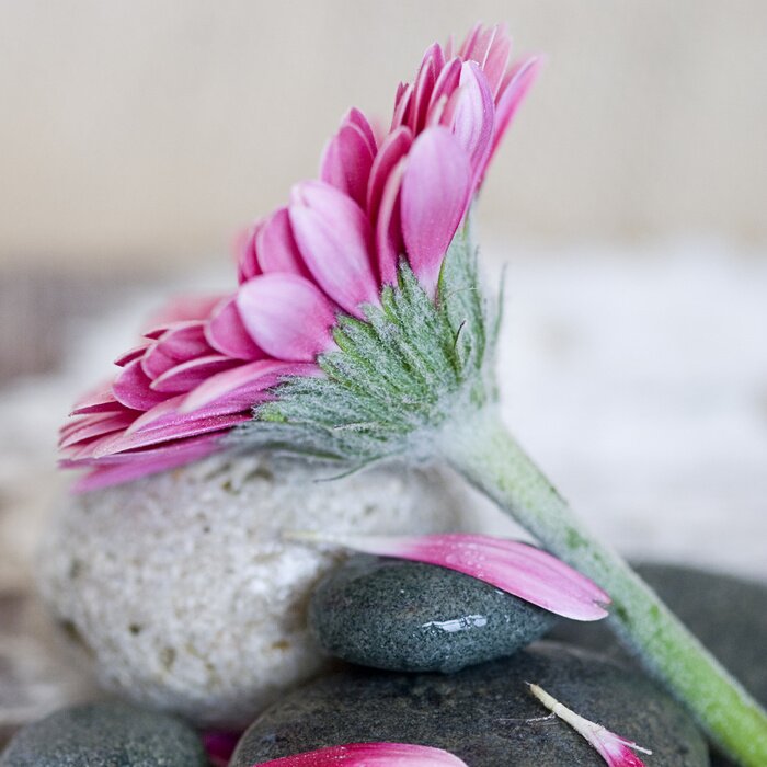 Sticker Große Blume auf Steinen