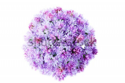 Sticker Große Blume in Nahaufnahme