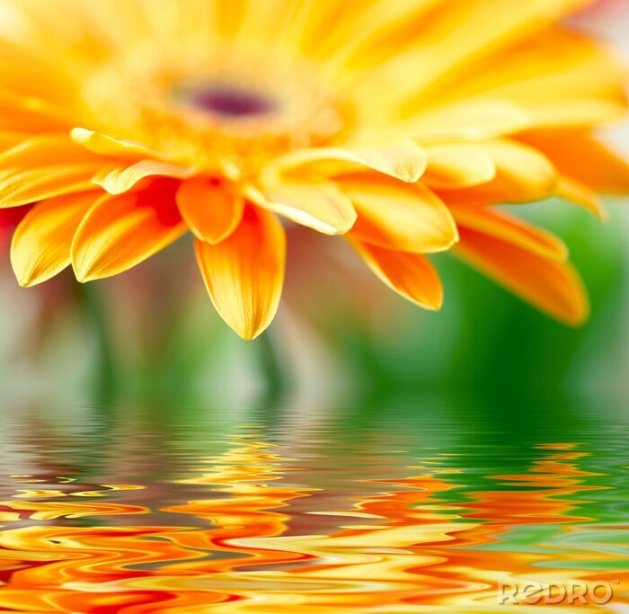 Sticker Große Blume spiegelt sich im Wasser