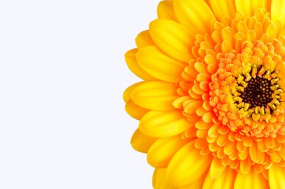 Sticker Große gelbe Blume auf weißem Hintergrund