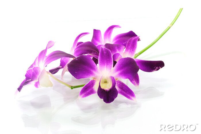 Sticker Große lila Orchideenblüten