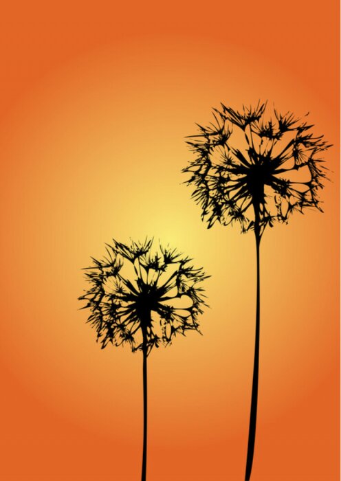 Sticker Große Löwenzahnblüten auf orangefarbenem Hintergrund