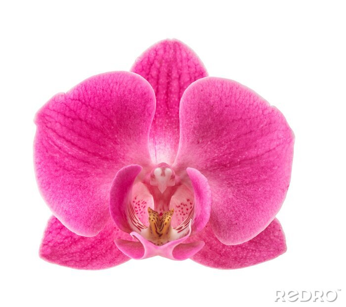 Sticker Große rosa Orchidee
