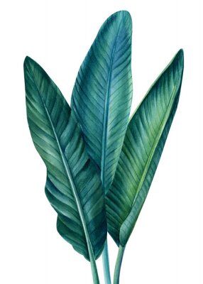 Sticker Große tropische Blätter im Aquarellstil auf weißem Hintergrund