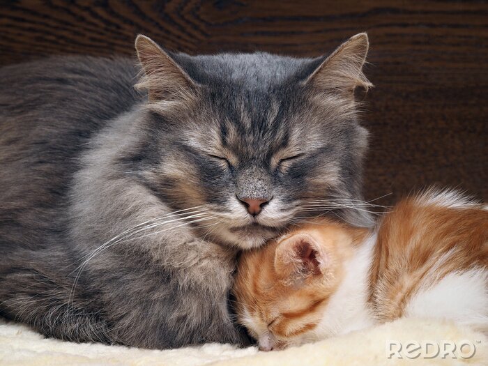 Sticker Große und kleine Katzen kuscheln sich beim Schlafen aneinander