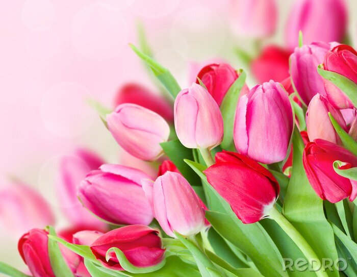 Sticker Großer Blumenstrauß aus rosa Tulpen