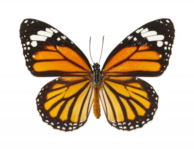 Sticker Großer Schmetterling mit orange-schwarzen Flügeln