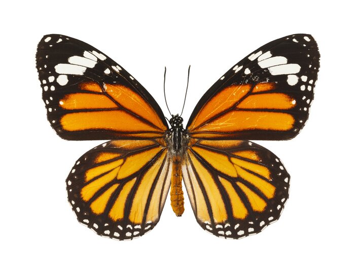 Sticker Großer Schmetterling mit orange-schwarzen Flügeln