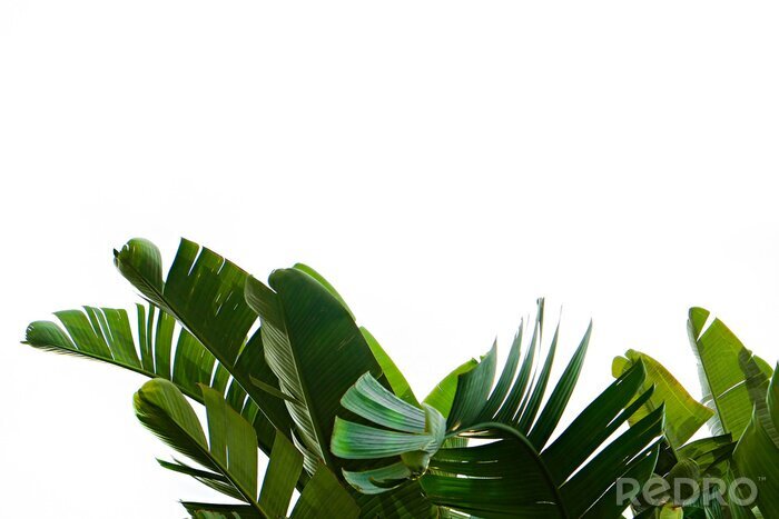 Sticker Group of big green banana leaves of exotic palm tree in sunshine on white background. Tropical plant foliage with visible texture. Pollution free symbol. Close up, copy space.