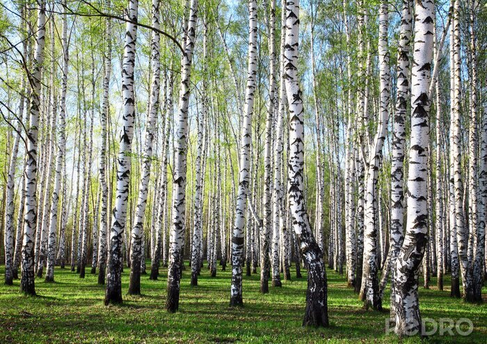 Sticker Grün und Birken