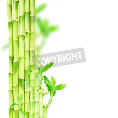 Sticker Grüne Bambus Stiele und Traufe Grenze isoliert auf weißem Hintergrund