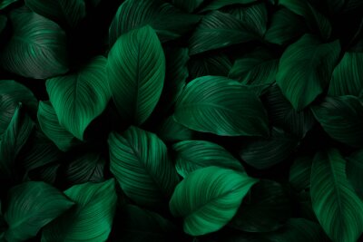 Grüne Blätter von Spathiphyllum cannifolium