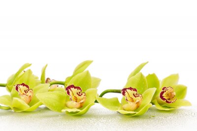 Grüne Blüten geschnittener Orchideen