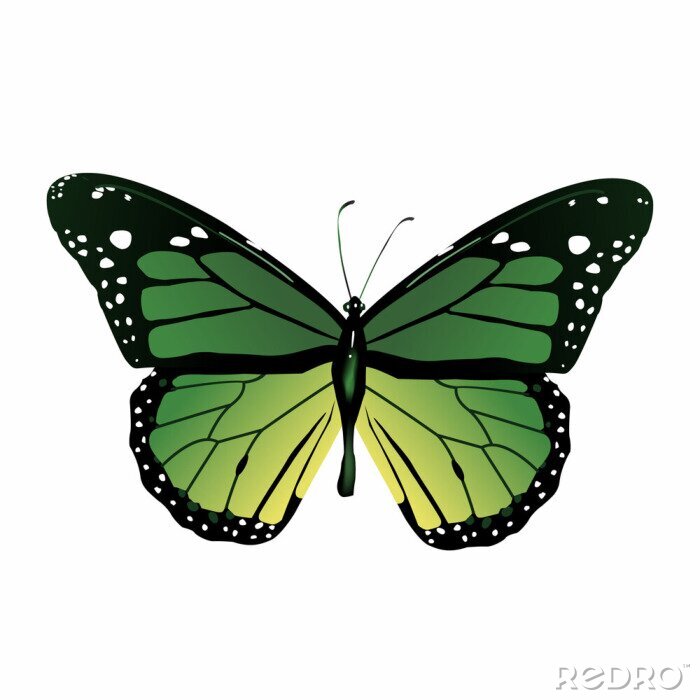 Sticker Grüner grafischer Schmetterling