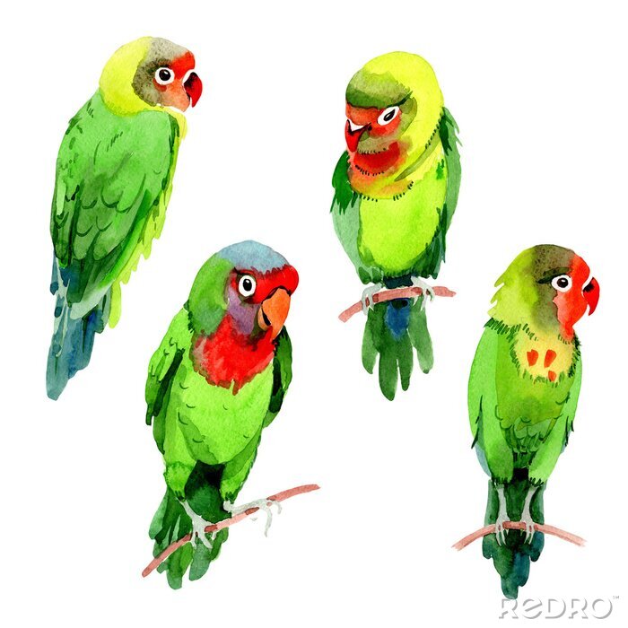 Sticker Grüner Vogel in vier Varianten