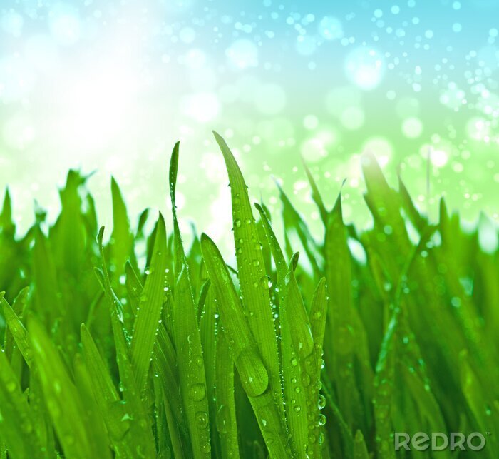 Sticker grünes Gras