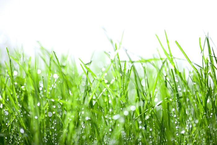 Sticker Grünes Gras mit Tropfen