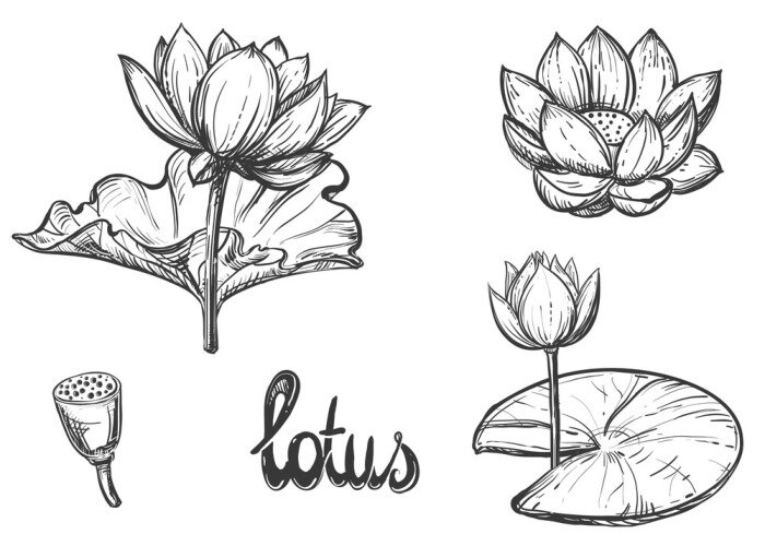 Sticker Hand drawn sketch black and white set of lotus flowers, petal, leaf. Vector illustration. Elements in graphic style label, card, sticker, menu, package.