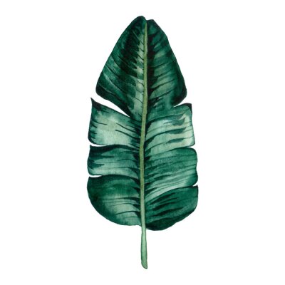 Sticker Hand drawn watercolor tropical plants set. Exotic palm leaves, jungle tree, brazil tropic botany elements.